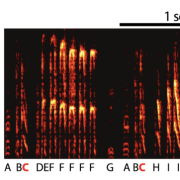 wohlgemuth et al 2010